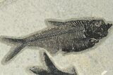 Diplomystus & Knightia Fossil Fish - Wyoming #189623-2